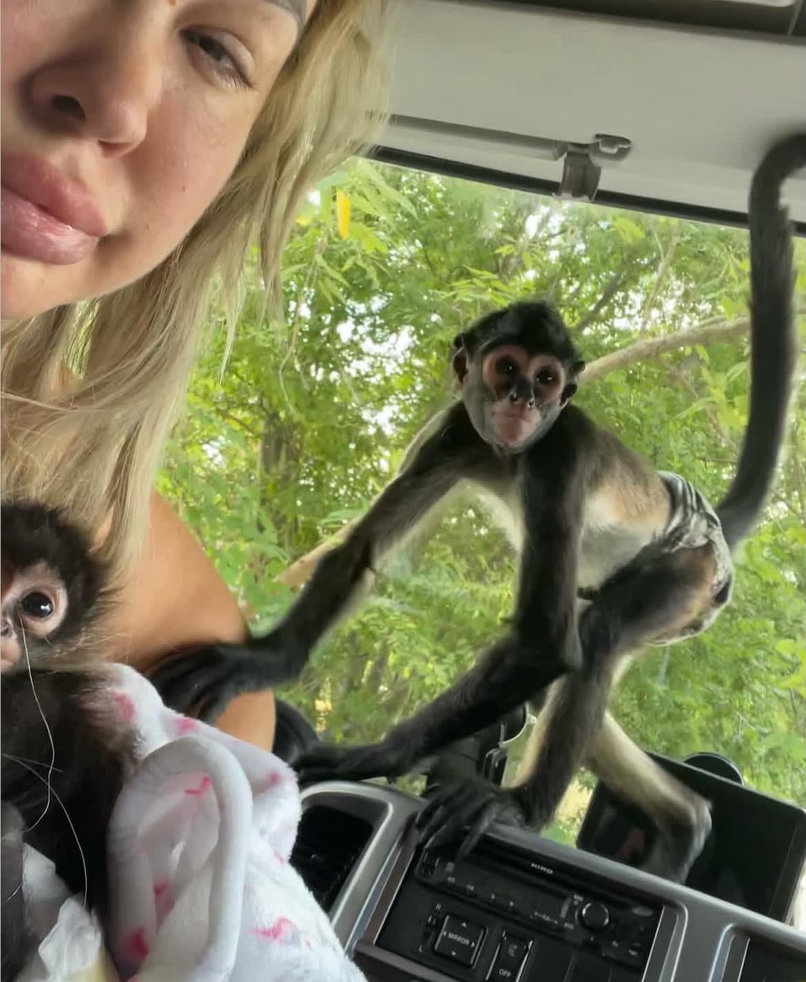 Two young spider monkeys being carried around the house