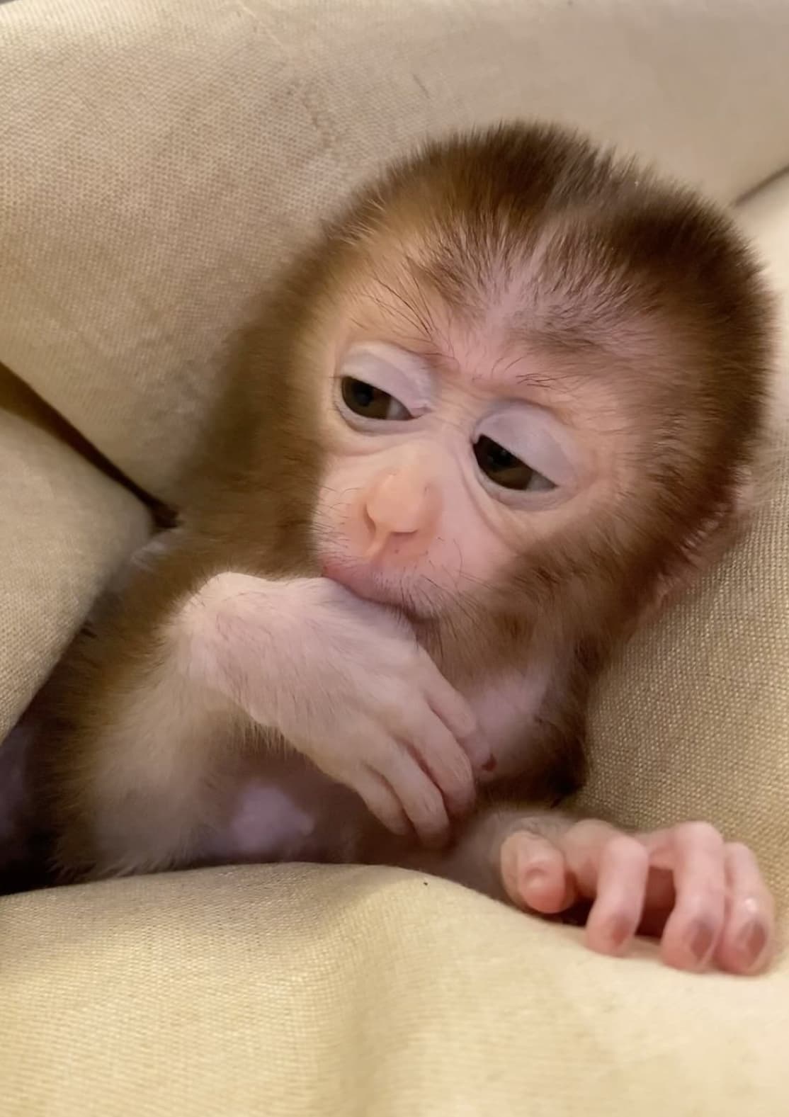 A hand-raised baby capuchin curled up with a soft toy