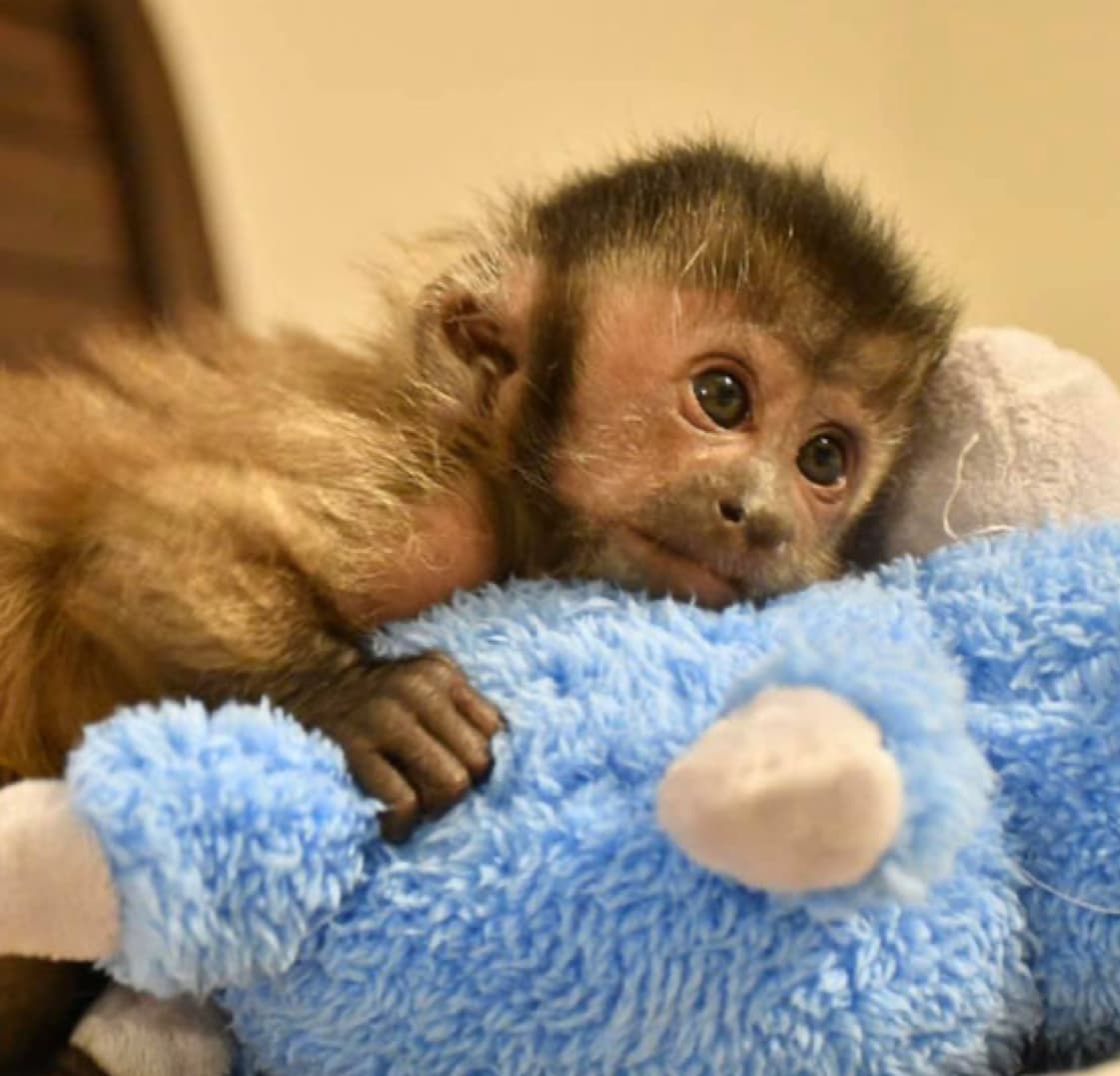 Biscuit, a Brown Capuchin