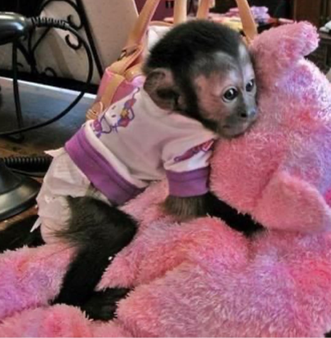 Mango, a Brown Capuchin