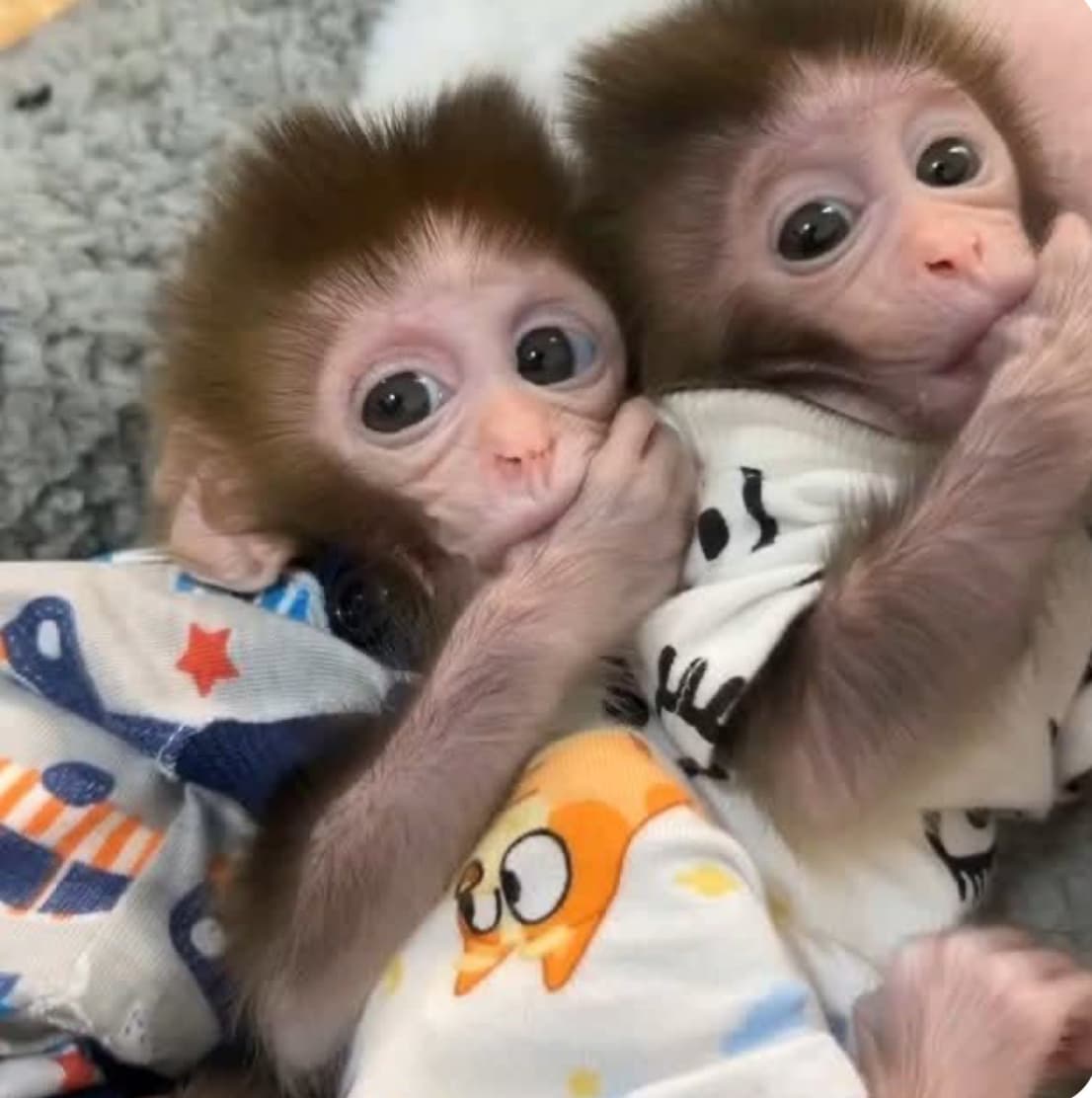 Ollie, a Macaque