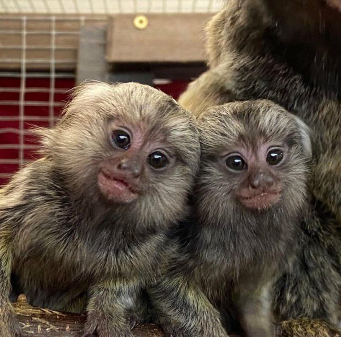 Willow, a Common Marmoset
