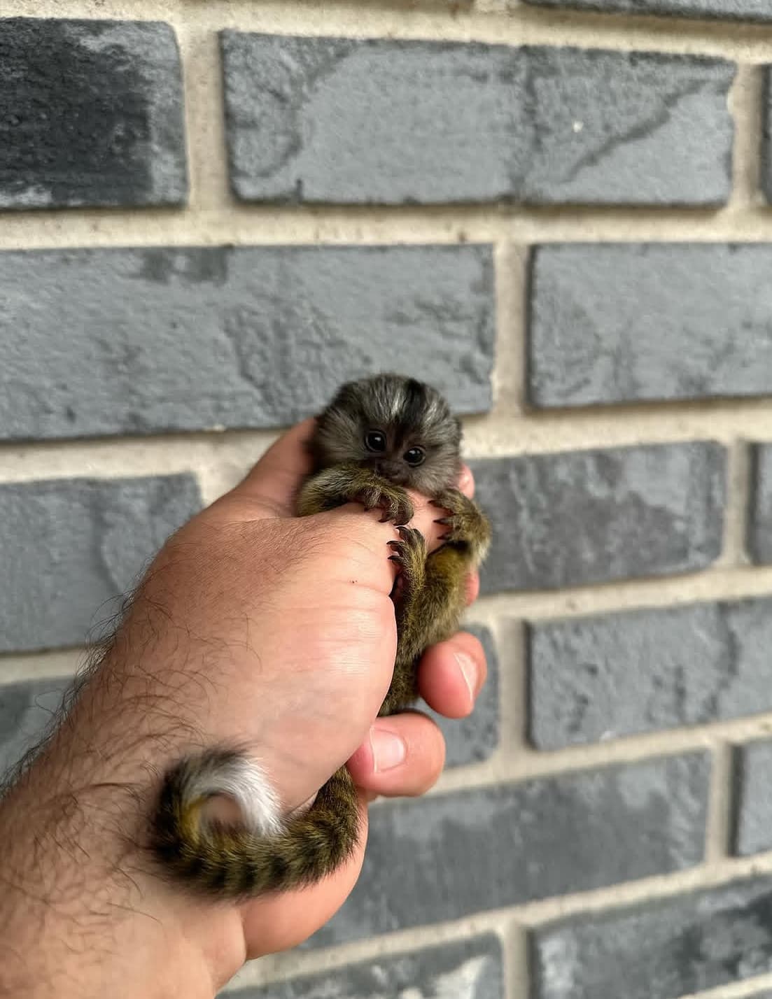 Twiggy, a Pygmy Marmoset