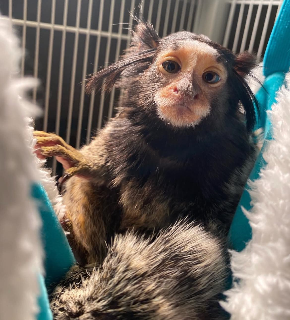 Marmosets
