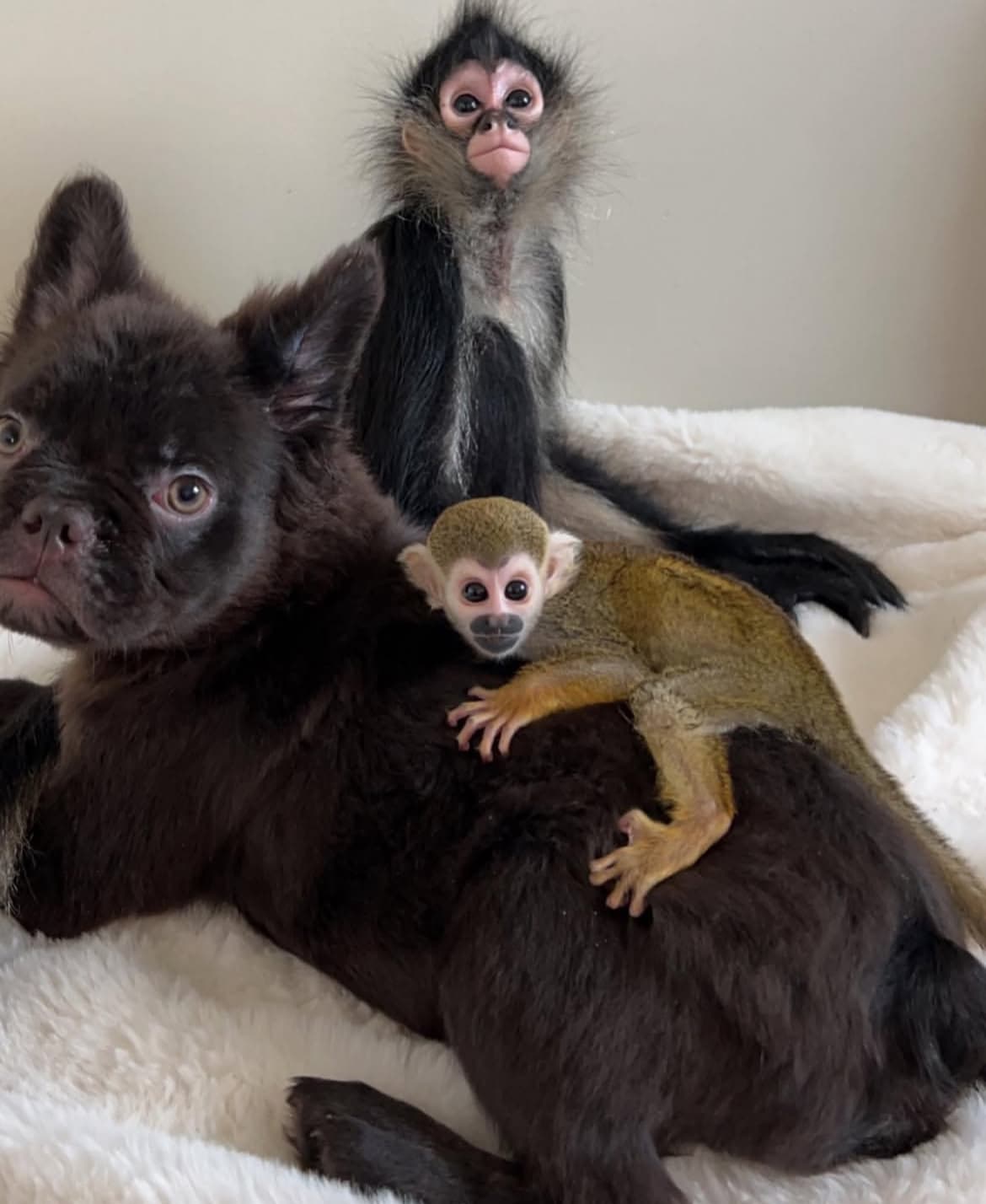Squirrel monkeys