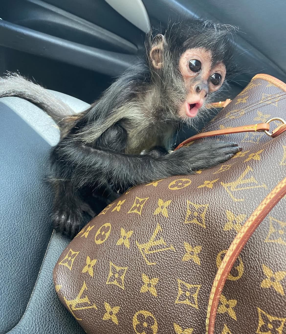 Spider monkeys