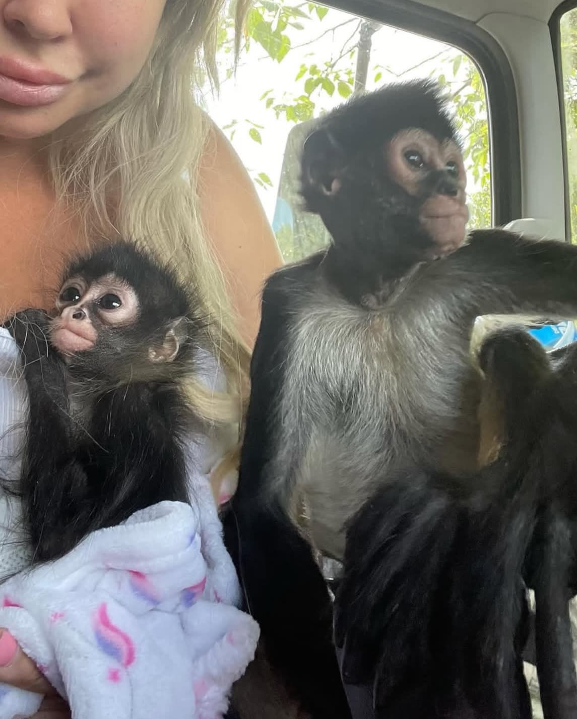Rio, a Spider Monkey