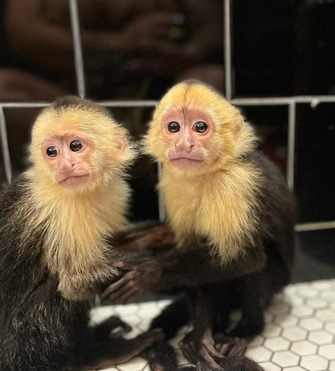 Pearl, a White-faced Capuchin