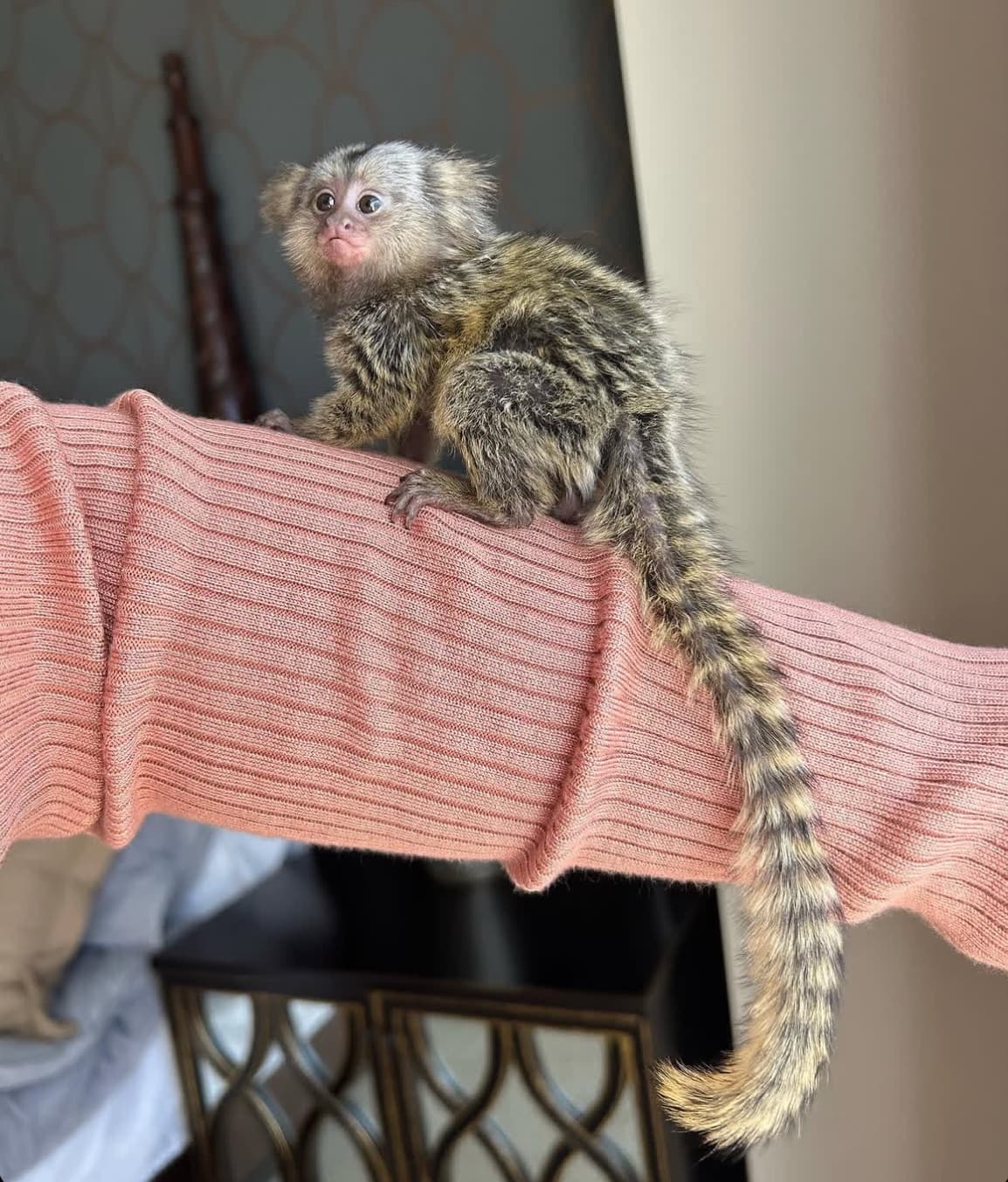 Pip, a Common Marmoset