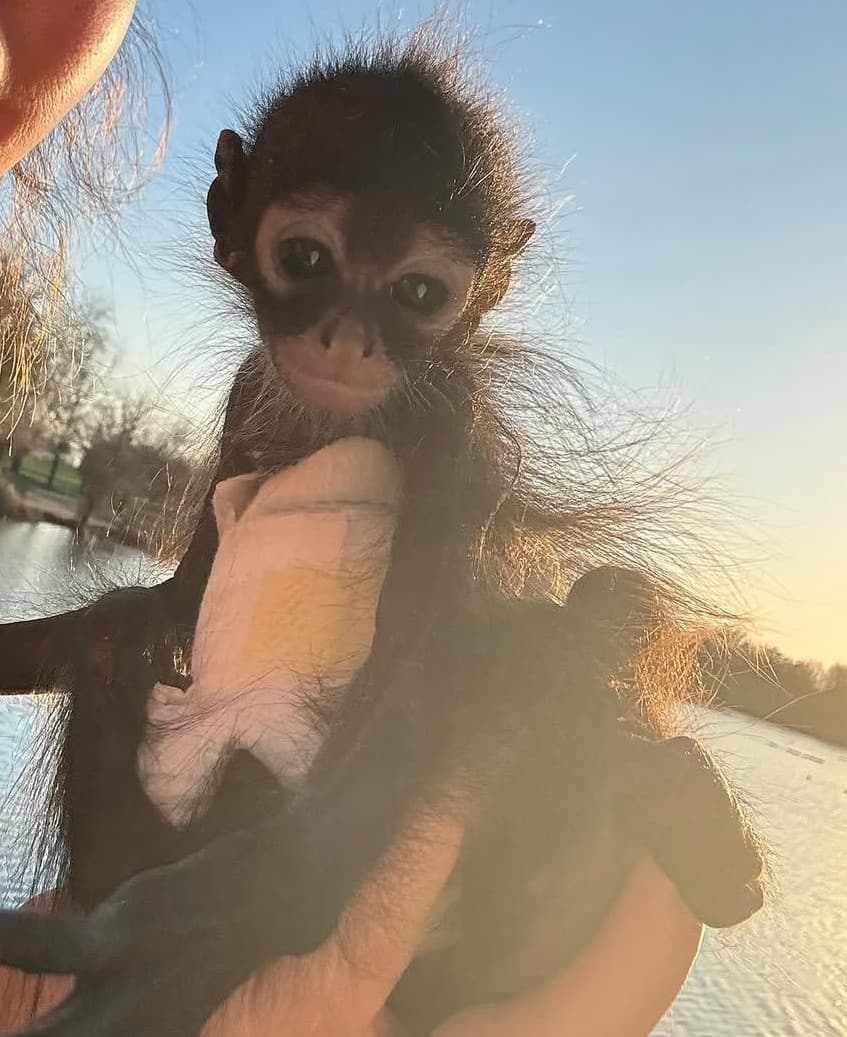 Nova, a Spider Monkey