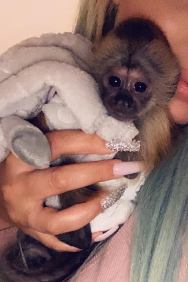 Puki, a Capuchin monkey