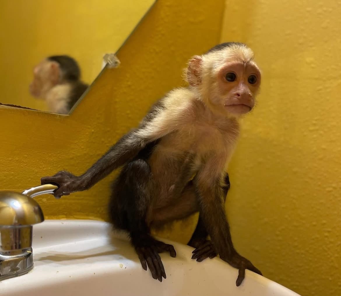 Cresper, a Capuchin monkey