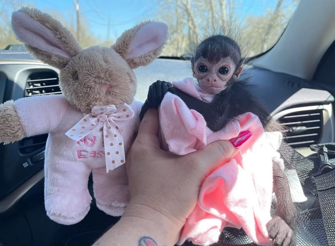 Nelamy, a Spider Monkey
