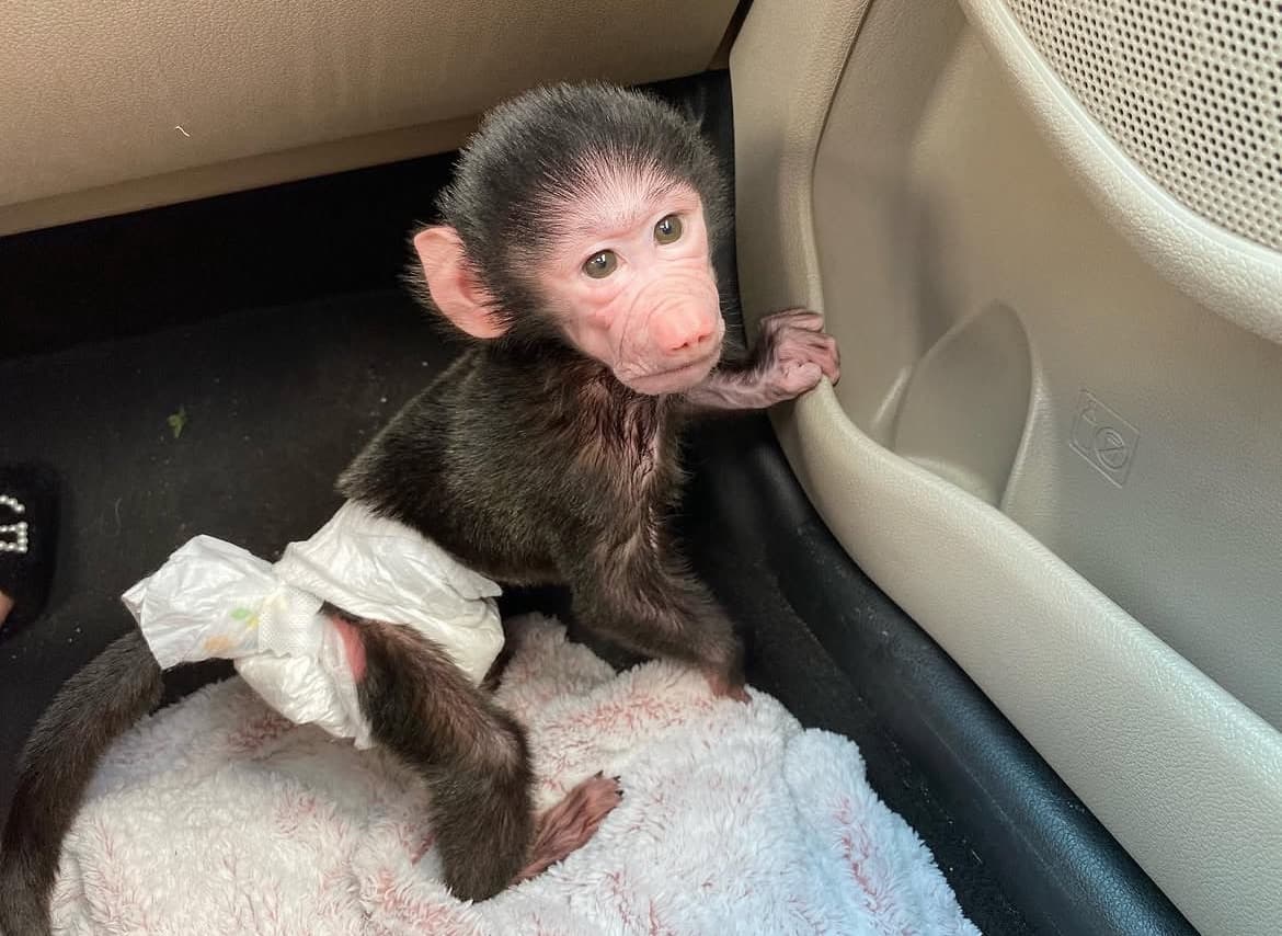 Molly, a Hamadryas Baboon