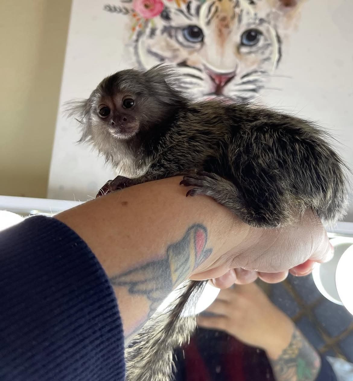 Twiggy, a Pygmy Marmoset