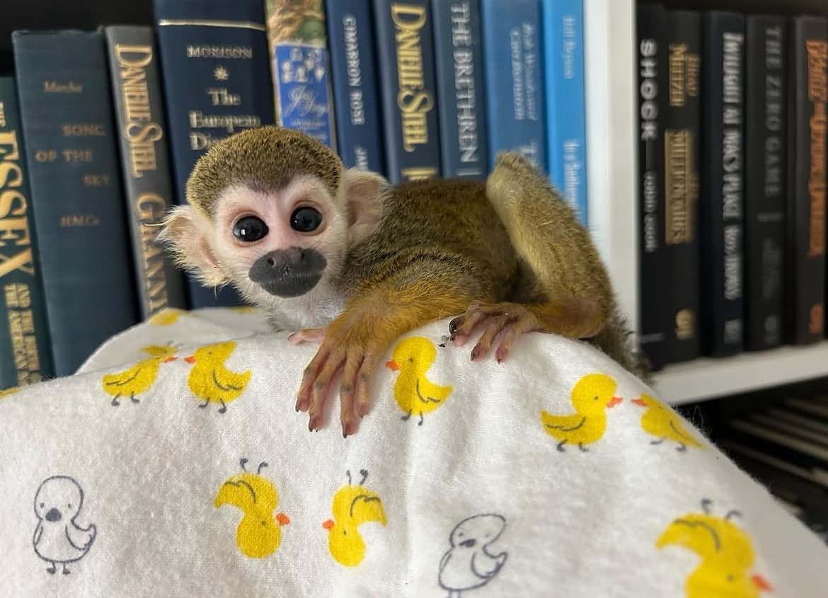 Sunny, a Squirrel Monkey