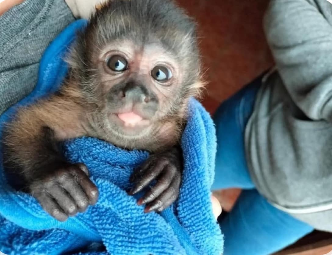 Mango, a Blach & Brown Capuchin