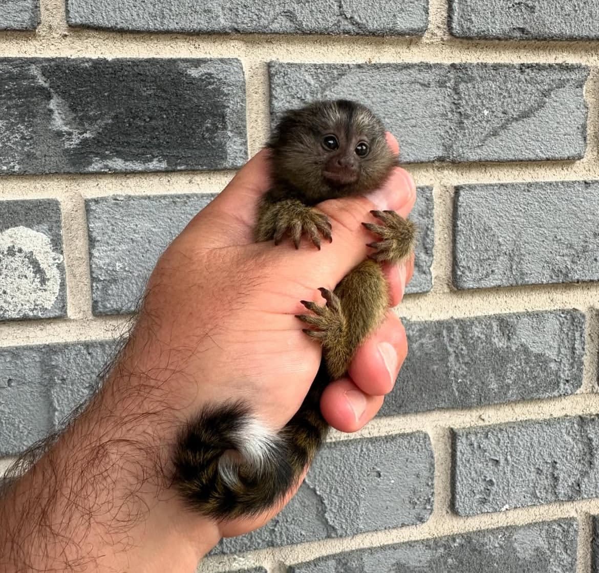 Willow, a Common Marmoset (finger monkey)